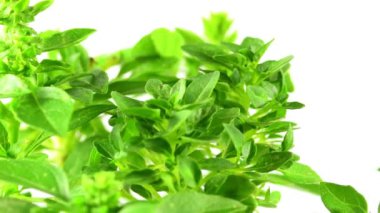 Sehpada küçük yapraklı fesleğen.