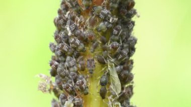 bir dalda siyah bitler ve karıncalar