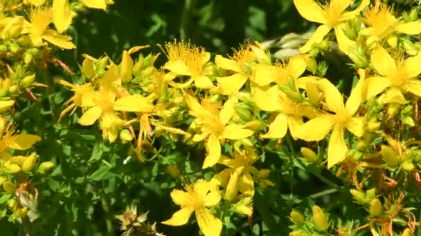 圣约翰麦芽 有花的药用植物 — 图库视频影像