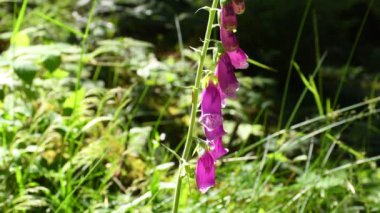 çiğ etle beslenme köpek