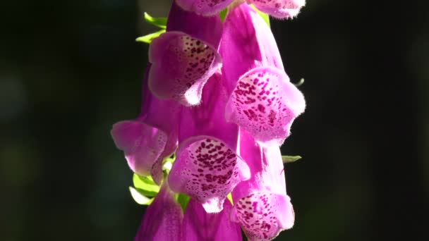 Luva Raposa Erva Medicinal Com Flor Uma Floresta Alemã Primavera — Vídeo de Stock