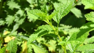 Limon merhemi, taze şifalı bitki. 