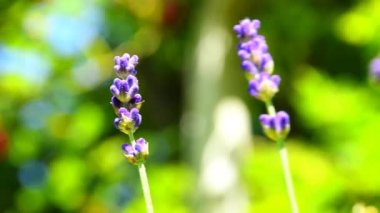 Lavanta, şifalı bitki ve çiçekli baharat.