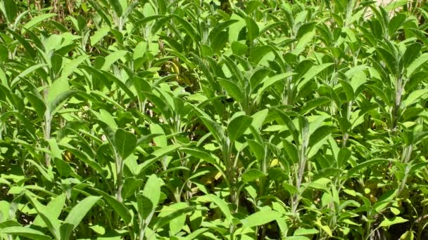 Salvia Planta Medicinal Especia Con Hojas Jardín Hierbas Del Monasterio — Vídeos de Stock