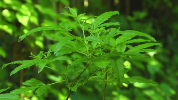 Chaste Árvore Planta Medicinal Com Folhas Jardim Ervas Mosteiro Primavera — Vídeo de Stock