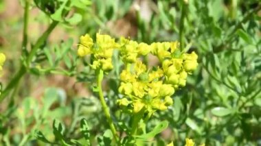 Sıradan bir sedef, çiçekli şifalı bitki