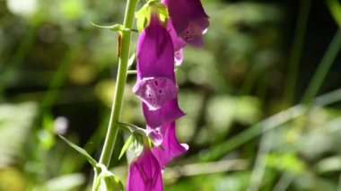  Yüksükotu, Alman ormanında çiçekli şifalı bitki. 