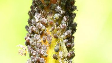 bir dalda siyah bitler ve karıncalar