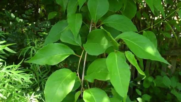 Magnolia Vid Planta Medicinal Con Hojas Verano — Vídeos de Stock