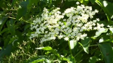 Elder, baharda Almanya 'da çiçek