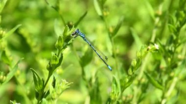 Azure Damselfly, yaprağın üzerinde oturuyor.