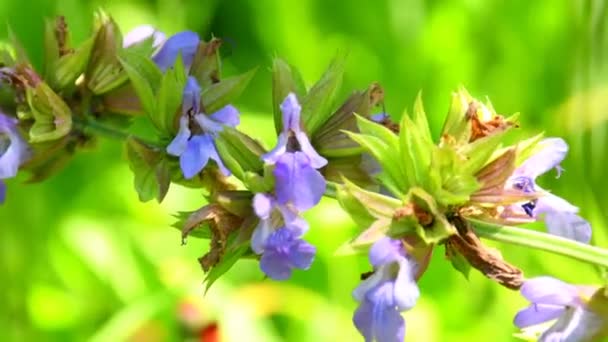 Salvia Planta Medicinal Especia Con Flor Macro Flor — Vídeos de Stock