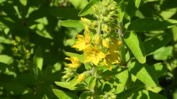 Salicaire Plante Médicinale Médiévale Avec Fleur — Video