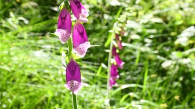  Yüksükotu, ilkbaharda bir Alman ormanında çiçekli şifalı bitki.