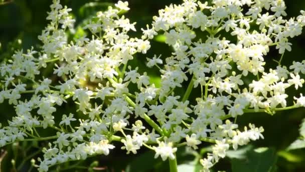 Anciano Flor Primavera Alemania — Vídeo de stock