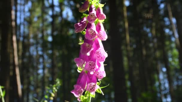 Foxglove Φαρμακευτικό Βότανο Λουλούδι Γερμανικό Δάσος Την Άνοιξη — Αρχείο Βίντεο