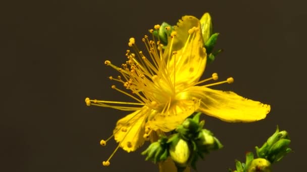 Třezalka Tečkovaná Léčivá Rostlina Květem Makropohled — Stock video