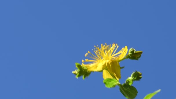 Třezalka Tečkovaná Léčivá Rostlina Květem Makropohled — Stock video