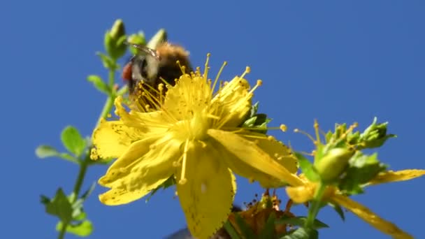 Erba San Giovanni Pianta Medicinale Con Fiore Macro Vista — Video Stock