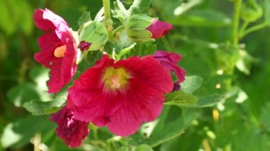 Mallow, Lavatera arborea, ilkbaharda çiçekli tıbbi bitki