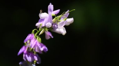   Galega, çiçekli şifalı bitki.