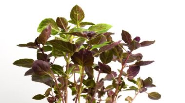 Basil Dark Opal bir sehpada 