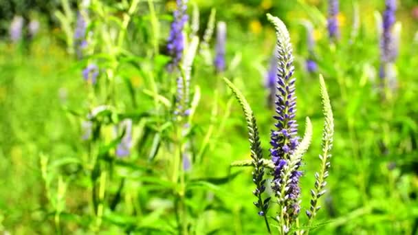 Speedwell Hierba Medicinal Con Flor — Vídeos de Stock