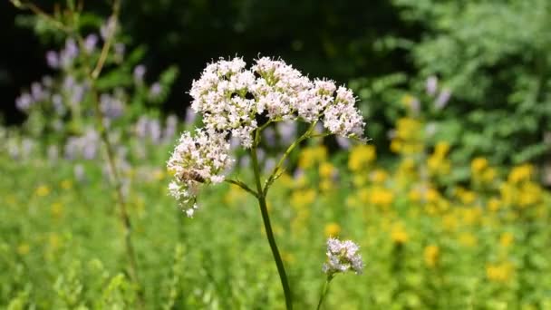 Βαλεριάνα Φαρμακευτικό Βότανο Λουλούδι Και Μέλισσα — Αρχείο Βίντεο