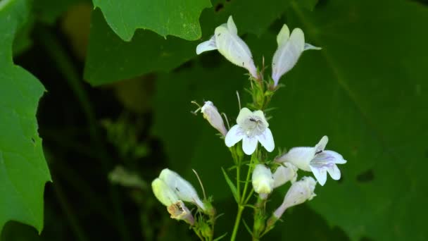 Foxglove Beardtongue Medicinal Herb American Native — Stockvideo