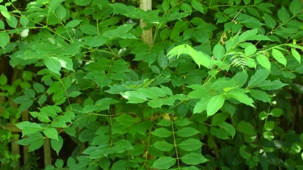 나뭇잎이 중국식 약나무 코르크참나무 — 비디오