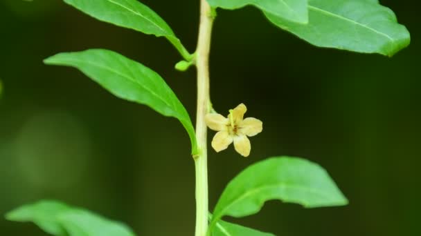 Goji Berry Hierba Con Flor Jardín Hierbas Del Monasterio Alemania — Vídeos de Stock