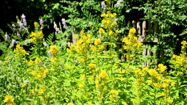 Loosestrife 中世纪药用植物 花在修道院的草木花园里 — 图库视频影像