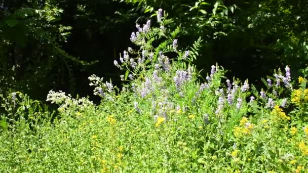 Loosestrife 中世纪药用植物 花在修道院的草木花园里 — 图库视频影像
