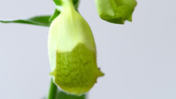 Yellow Foxglove Medicinal Herb Flower — Video Stock