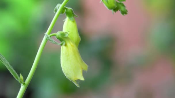 Yellow Foxglove Medicinal Herb Flower — Stockvideo
