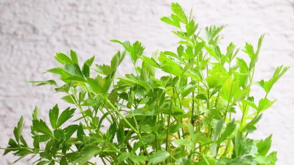 Lovage Spice Medicinal Herb Green Leaves — Stockvideo