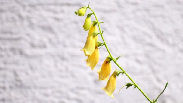 Yellow Foxglove Medicinal Herb Closeup Flower — Stockvideo