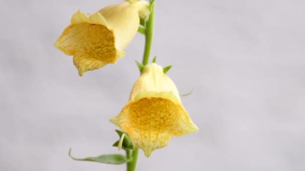 Yellow Foxglove Medicinal Herb Closeup Flower — Stockvideo