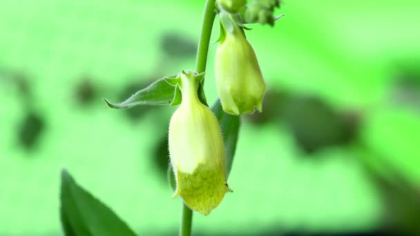 Yellow Foxglove Medicinal Herb Closeup Flower — Vídeo de Stock