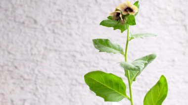 black henbane, medicine plant, view of the whole herb