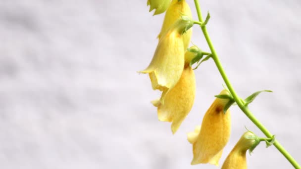 Yellow Foxglove Medicinal Herb Flower Closeup — Stockvideo