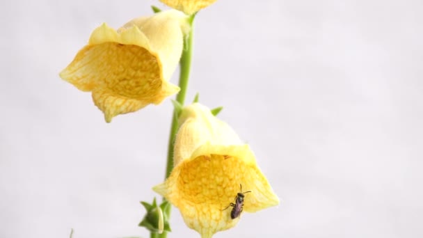 Yellow Foxglove Medicinal Herb Flower Macro View — Stockvideo