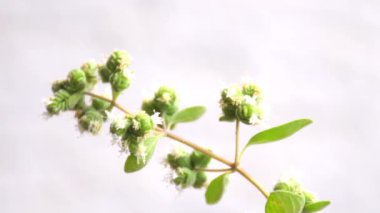 Majoram, yakın planda taze yeşil bitki.