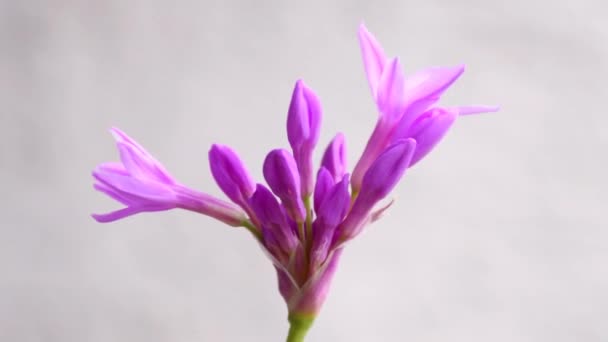 Society Garlic Flowers Closeup — 图库视频影像