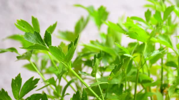 Lovage Specerij Geneeskrachtig Kruid Met Groene Bladeren — Stockvideo