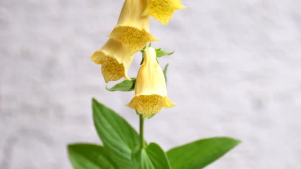 Yellow Foxglove Medicinal Herb Flower Leaves Closeup — Stockvideo