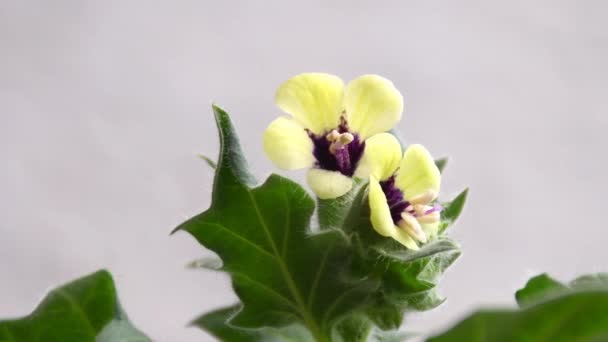 Golden Henbane Léčivá Rostlina Květinou Detailní Záběr — Stock video