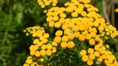 Çiçekli Tansy, haşere kovucu ve şifalı bitki, çiçeklere yakın çekim