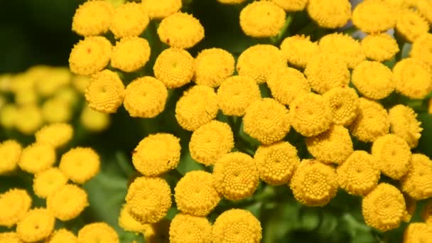 Tansy Flowers Pest Repellent Medicinal Plant Closeup Flowers — ストック動画