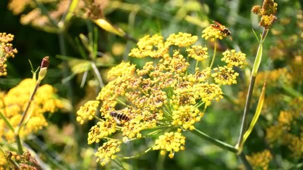 Fennel Medicinal Plant Spice Flowers Summertime — Stock Video